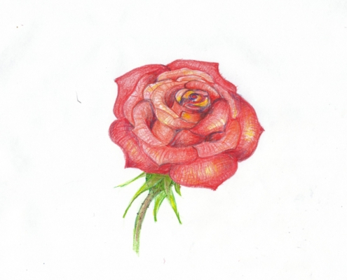 Atelier ŠUM- jak nakreslit růži