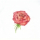 Atelier ŠUM- jak nakreslit růži