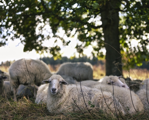 Ovce na Šumavě