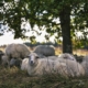 Ovce na Šumavě