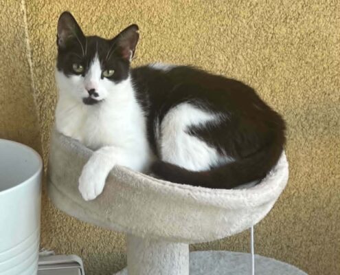 Jak nakreslit kočku Model kočky ke kresbě
