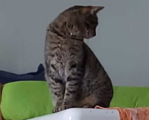 Jak nakreslit kočku Model kočky ke kresbě